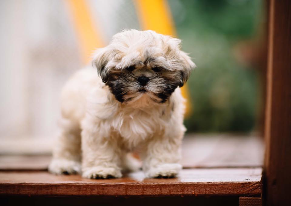 shih tzu puppies ksl