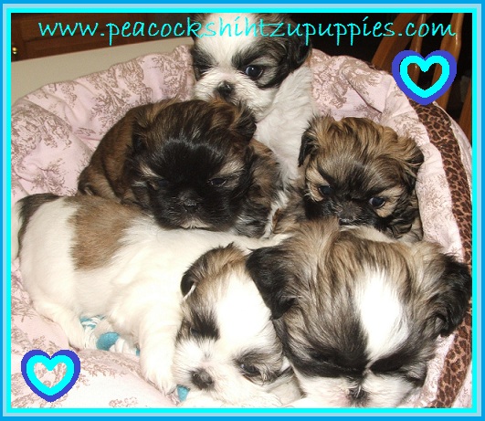shih tzu family home our nursery testimonials potty and chewing choosing the right vet bio shih tzu family home our nursery testimonials potty and chewing choosing the right vet bio