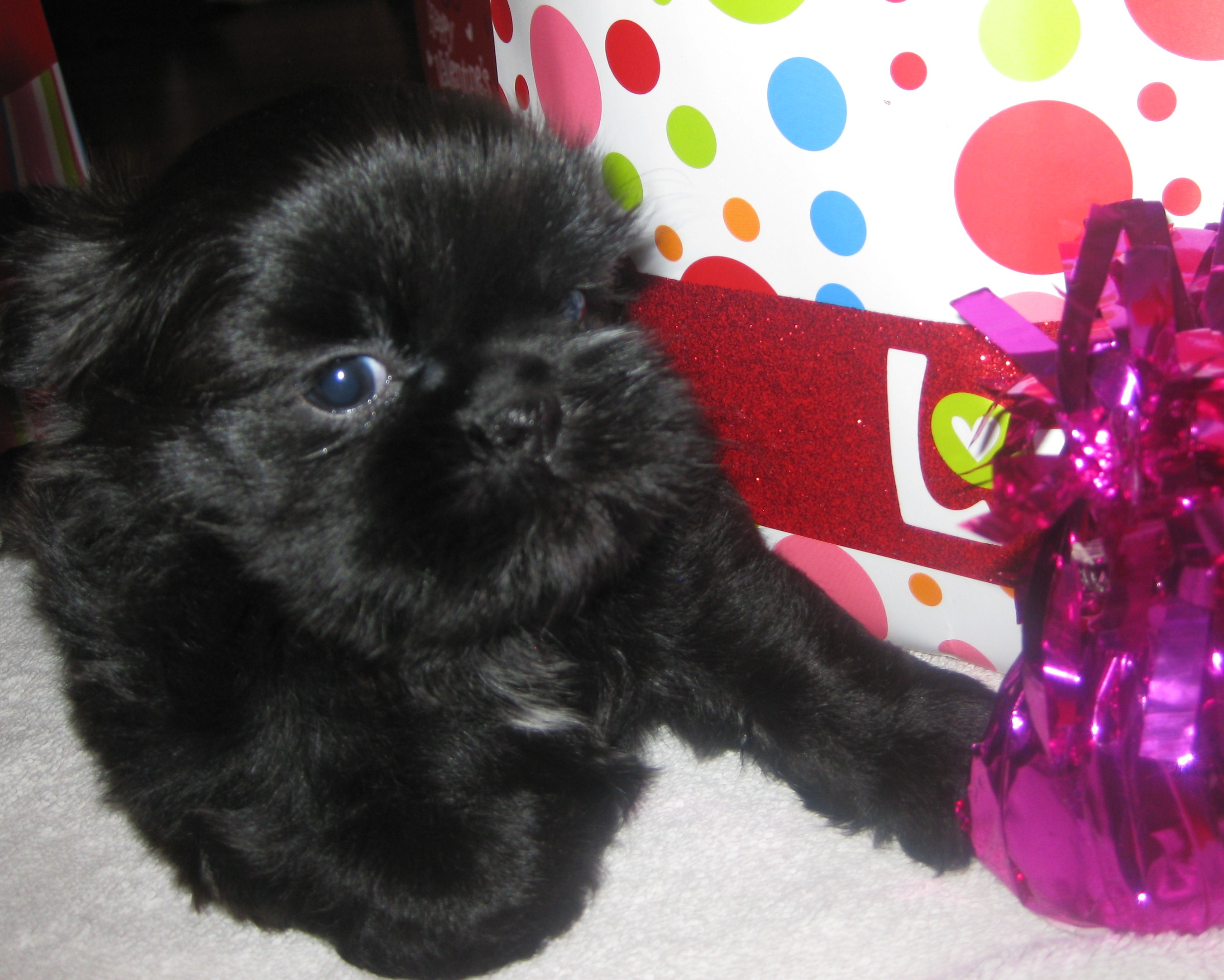 shih tzu breeders toronto shih tzu puppies shihtzubreederlistcom breeds picture shih tzu breeders toronto shih tzu puppies shihtzubreederlistcom breeds picture
