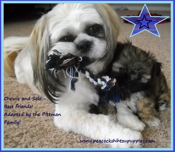 shih tzu potty problems home our nursery testimonials potty and chewing choosing the right vet bio shih tzu potty problems home our nursery testimonials potty and chewing choosing the right vet bio